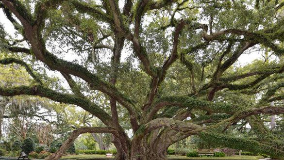 View of the Seven Sisters Oak, the largest national champion Southern live oak in the United States, located in Lewisburg, Louisiana. Estimated to be 600 to 1,500 years old, the tree has an impressive limb spread of over 153 feet.